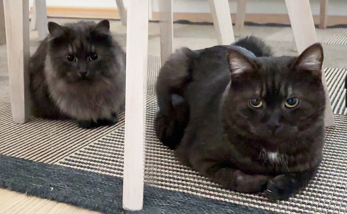 Basmati & Jasu, harmaa female 6yo Mixed Breed for adoption at PESU — Pirkanmaan eläinsuojeluyhdistys, Tampere