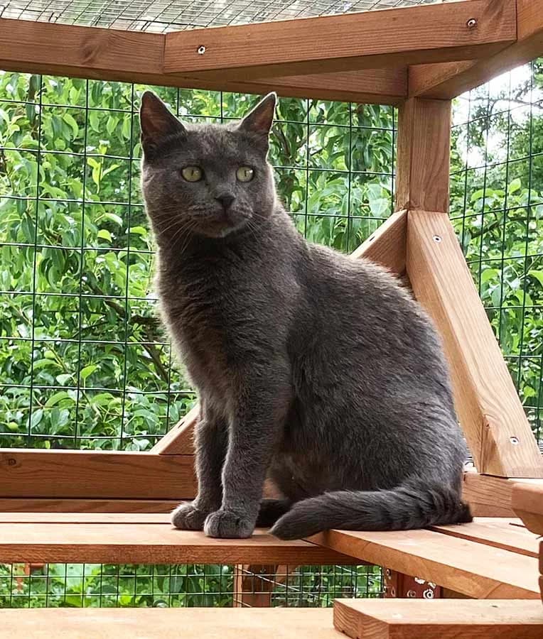 Haavetassu, female young Mixed Breed for adoption at PESU — Pirkanmaan eläinsuojeluyhdistys, Tampere