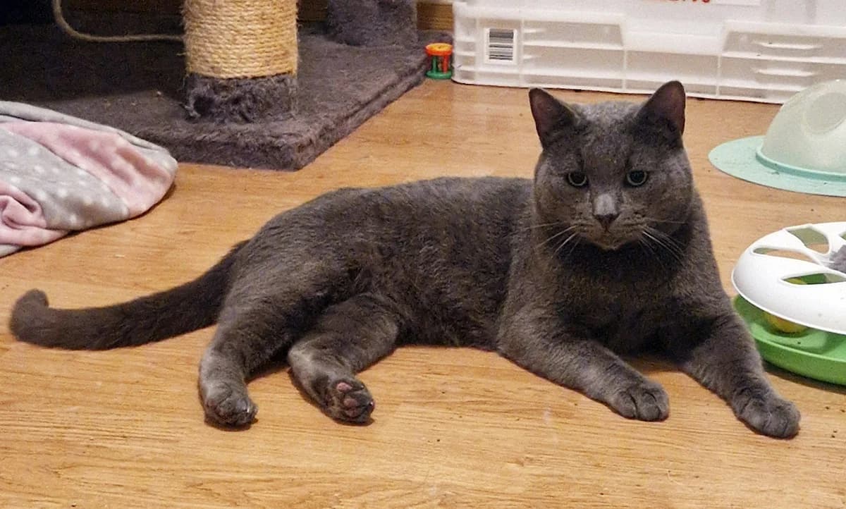 Kuna, female 5yo Mixed Breed for adoption at PESU — Pirkanmaan eläinsuojeluyhdistys, Tampere