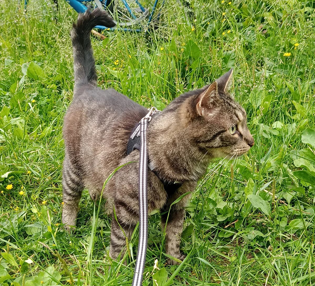 Utu, female senior Mixed Breed for adoption at PESU — Pirkanmaan eläinsuojeluyhdistys, Tampere