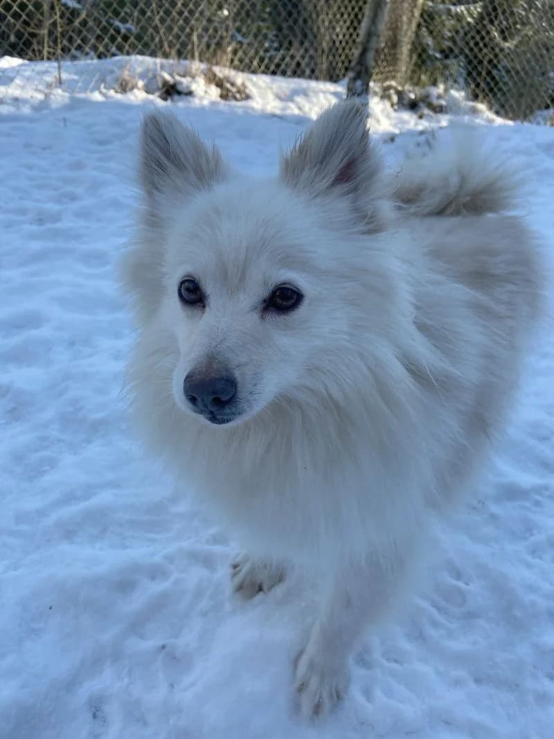 Yrttimaan kakara Kirveli, female 5yo Mixed Breed for adoption at PESU — Pirkanmaan eläinsuojeluyhdistys, Tampere