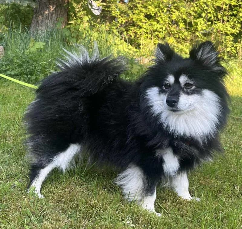 Yrttimaan kakara Melissa, female 6yo Mixed Breed for adoption at PESU — Pirkanmaan eläinsuojeluyhdistys, Tampere
