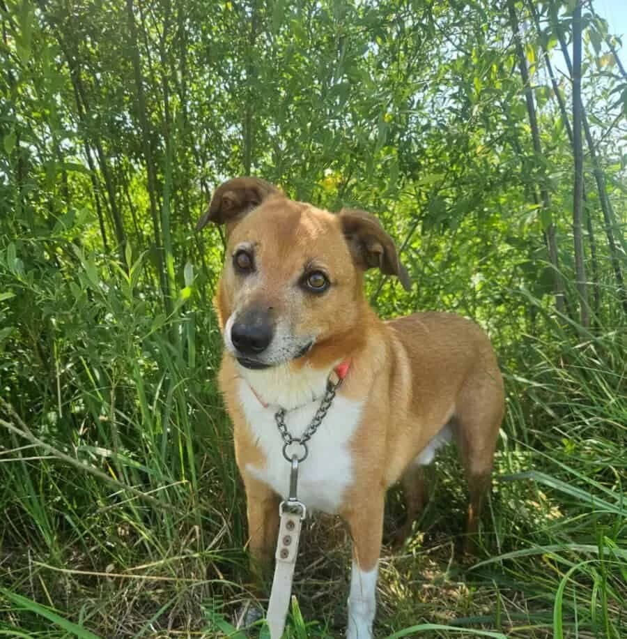 Odinas, male 7yo Mixed Breed for adoption at Pet Rescue Finland, Helsinki
