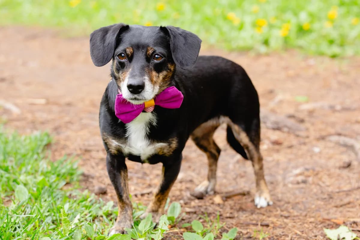 Knopke nyk. Nana, female senior Mixed Breed for adoption at Pet Rescue Finland, Helsinki