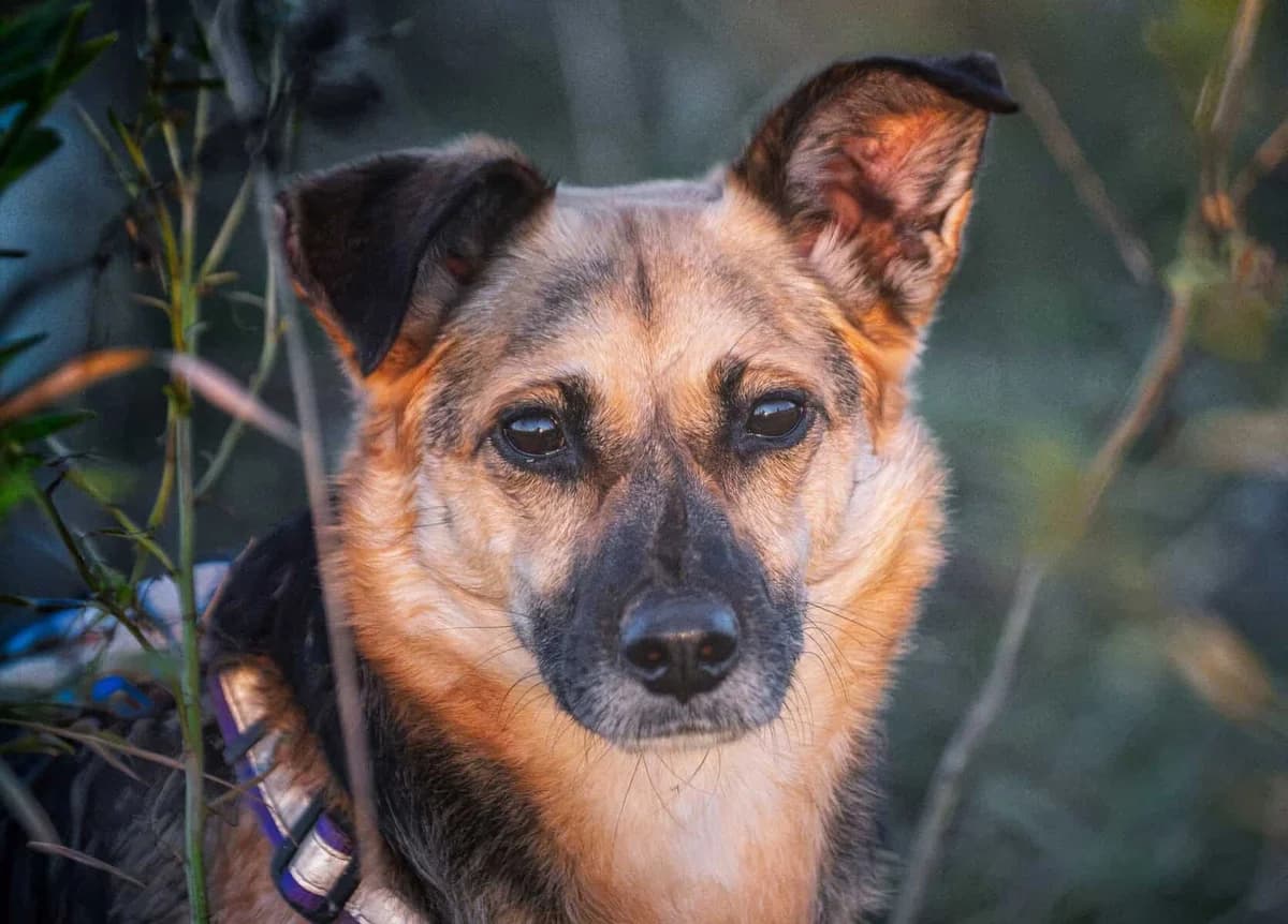 Kaitra, female 4yo Mixed Breed for adoption at Pet Rescue Finland, Helsinki