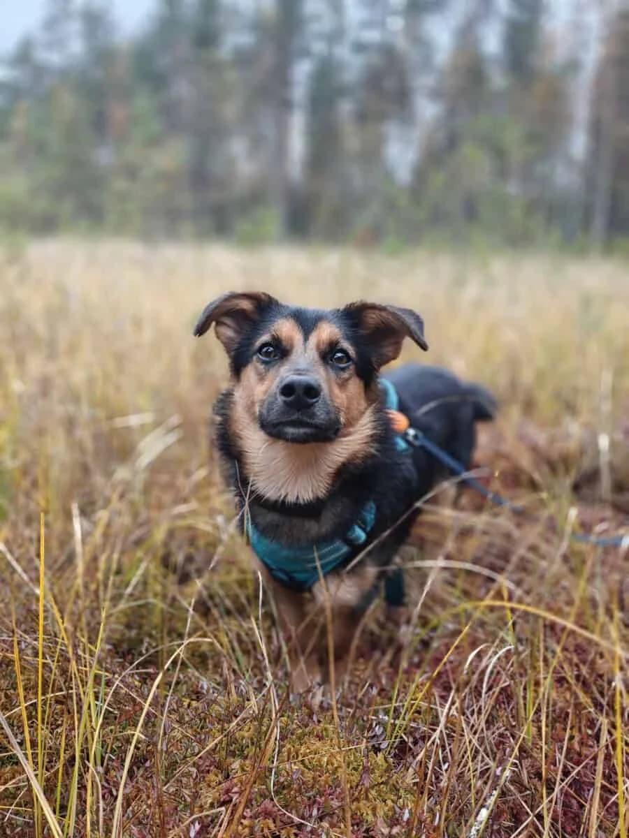 Bolikas nyk. Voltti, male young Mixed Breed for adoption at Pet Rescue Finland, Helsinki