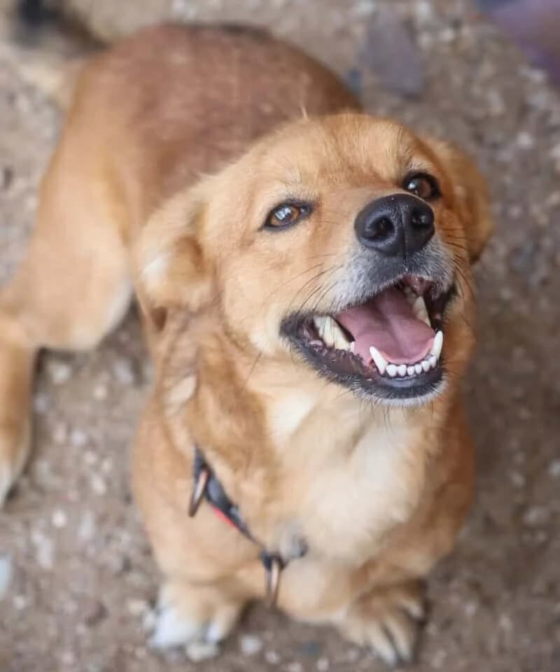 Gema, female 4yo Mixed Breed for adoption at Pet Rescue Finland, Helsinki