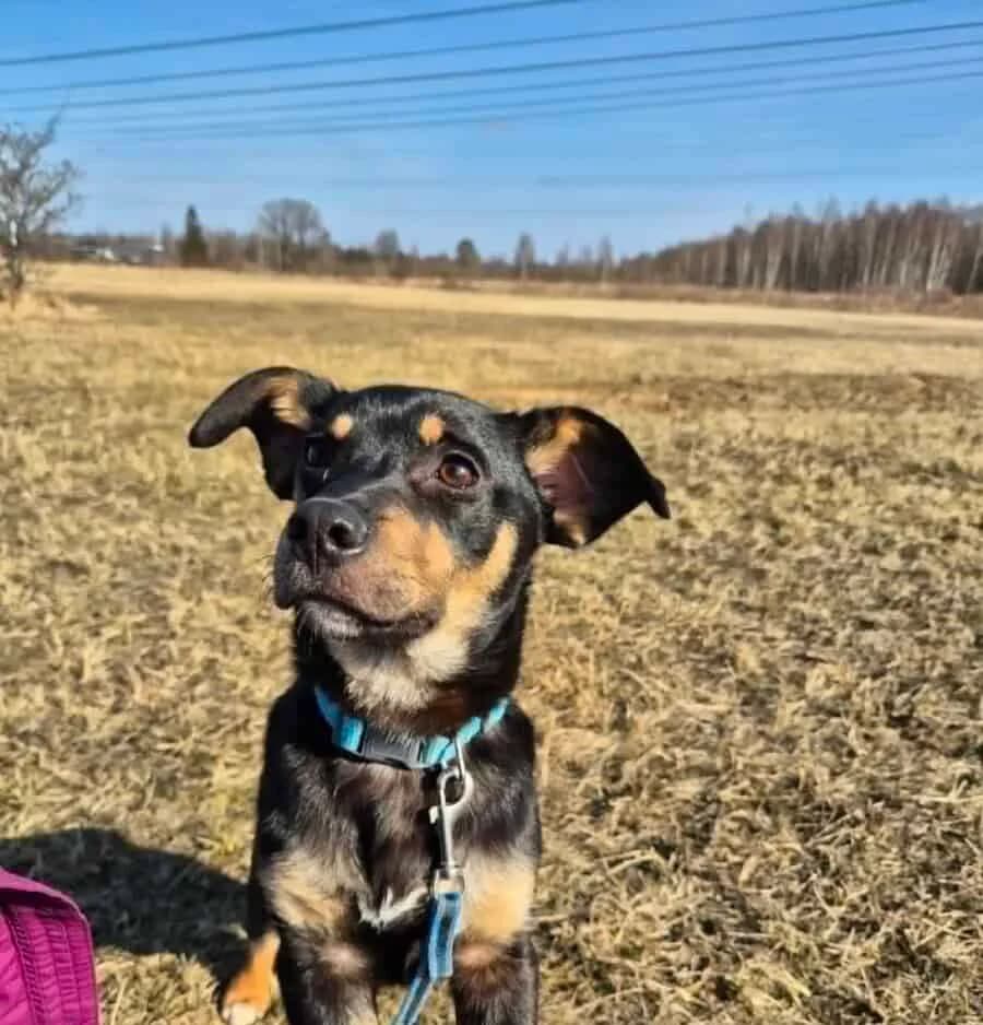 Sailas, male puppy Mixed Breed for adoption at Pet Rescue Finland, Helsinki