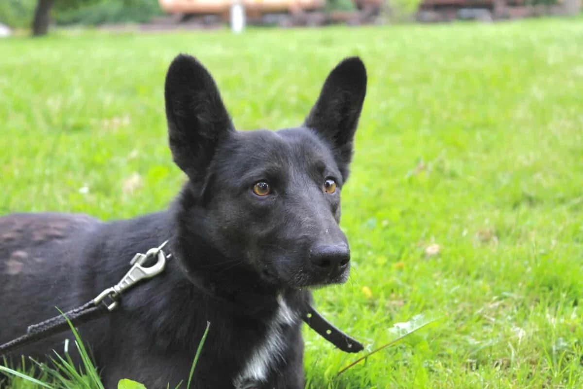 Luka, female 5yo Mixed Breed for adoption at Pet Rescue Finland, Helsinki