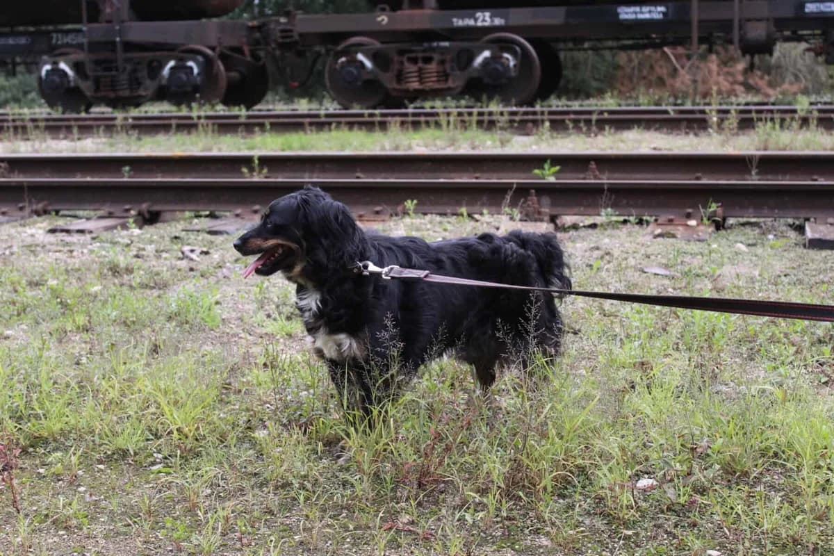 Mo, female 3yo Mixed Breed for adoption at Pet Rescue Finland, Helsinki