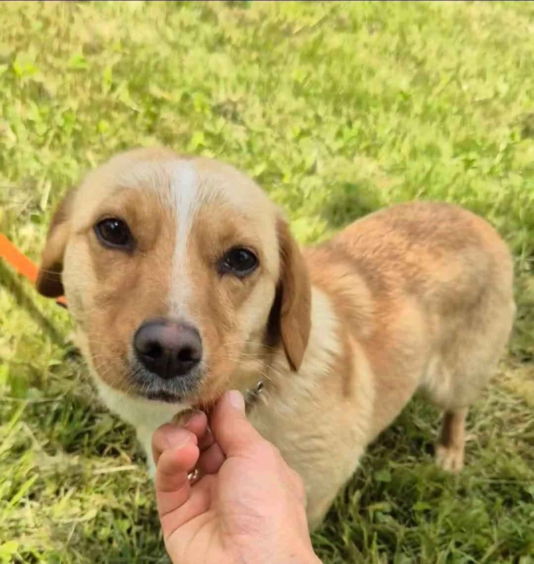 Vanile, female 3yo Mixed Breed for adoption at Pet Rescue Finland, Helsinki
