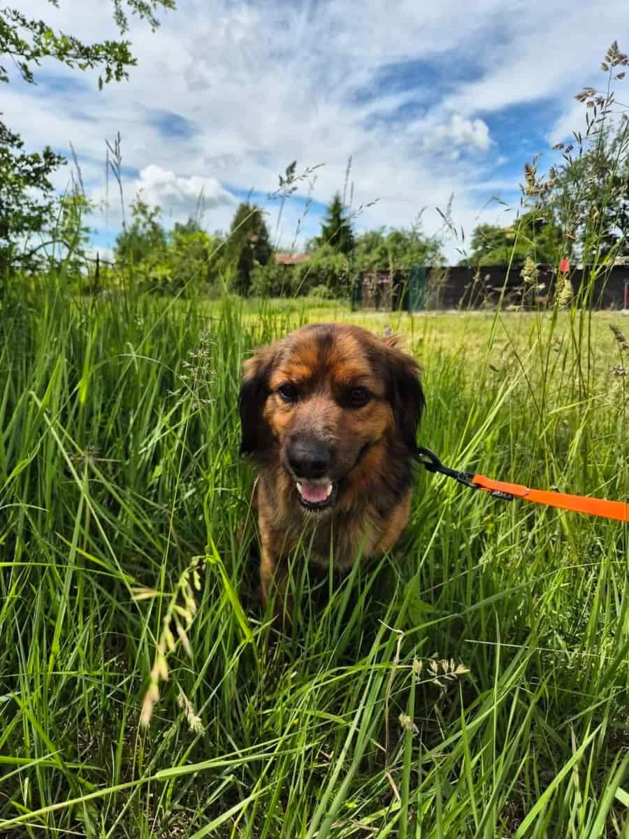 Tobis, male 4yo Mixed Breed for adoption at Pet Rescue Finland, Helsinki