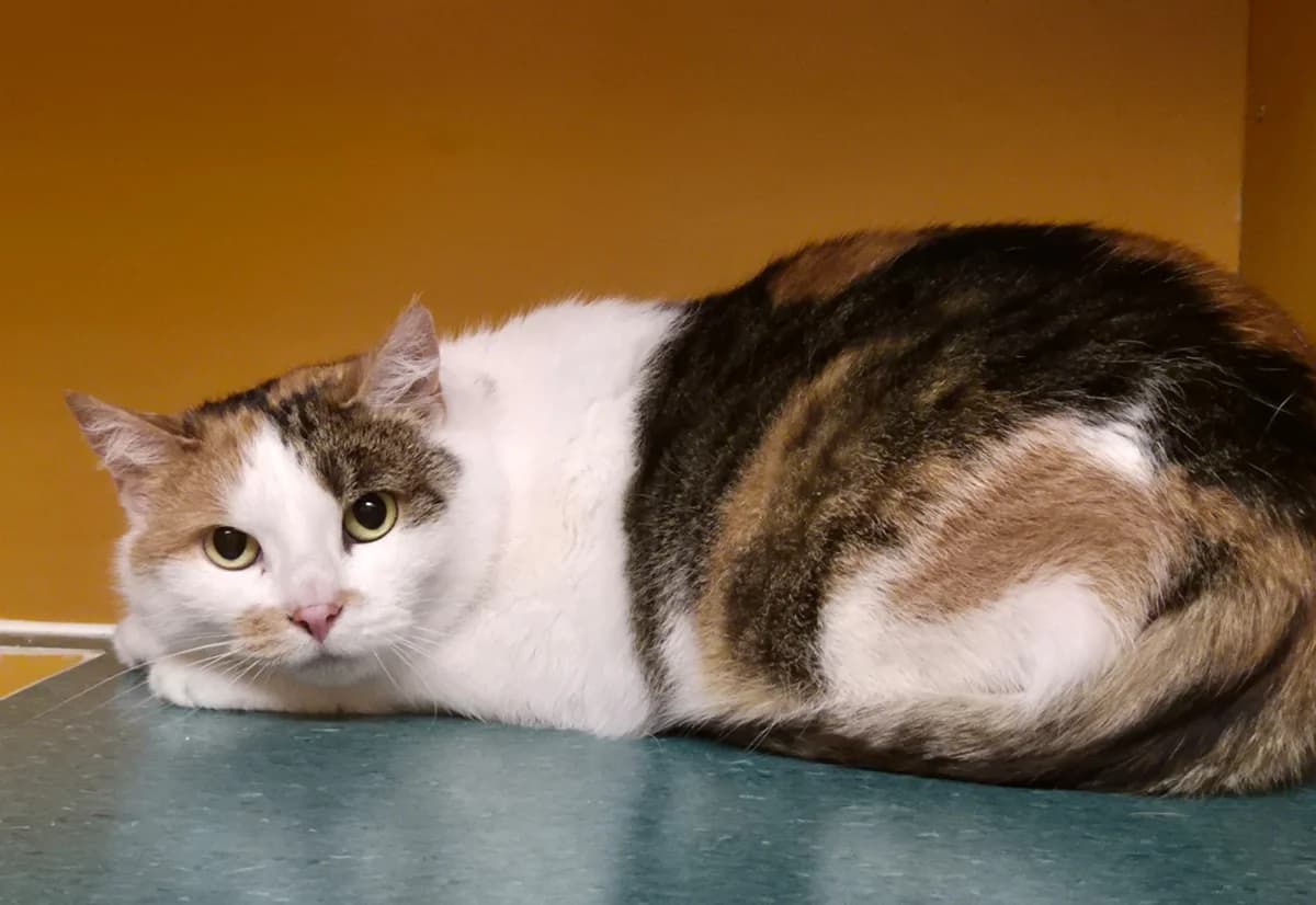 Vilijonkka, female Mixed Breed for adoption at PHESY — Pohjois-Helsingin Eläinsuojeluyhdistys
