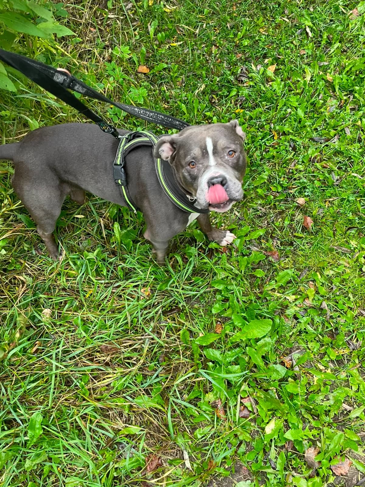 Hileen, male 3yo Mixed Breed for adoption at PHESY — Pohjois-Helsingin Eläinsuojeluyhdistys
