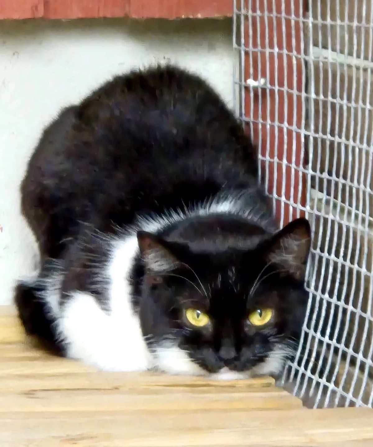 Muta, Mixed Breed for adoption at PHESY — Pohjois-Helsingin Eläinsuojeluyhdistys
