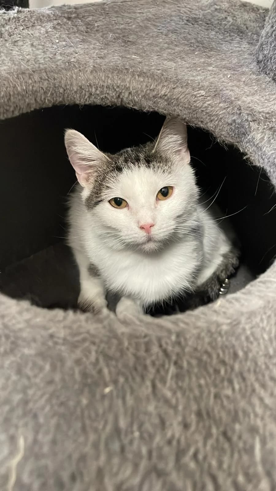 Salmari, Mixed Breed for adoption at PHESY — Pohjois-Helsingin Eläinsuojeluyhdistys