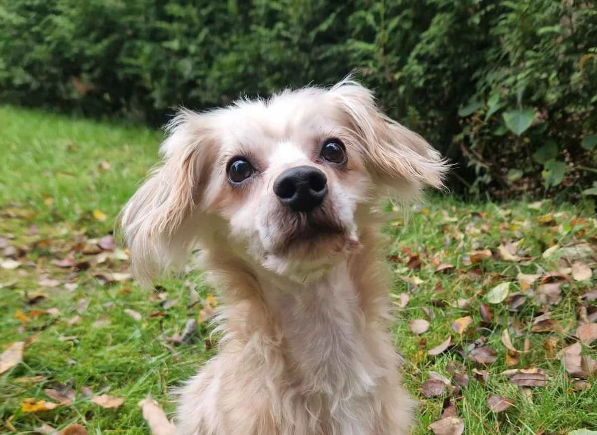 Elmo, male 4yo Mixed Breed for adoption at Rekku Rescue ry, Helsinki