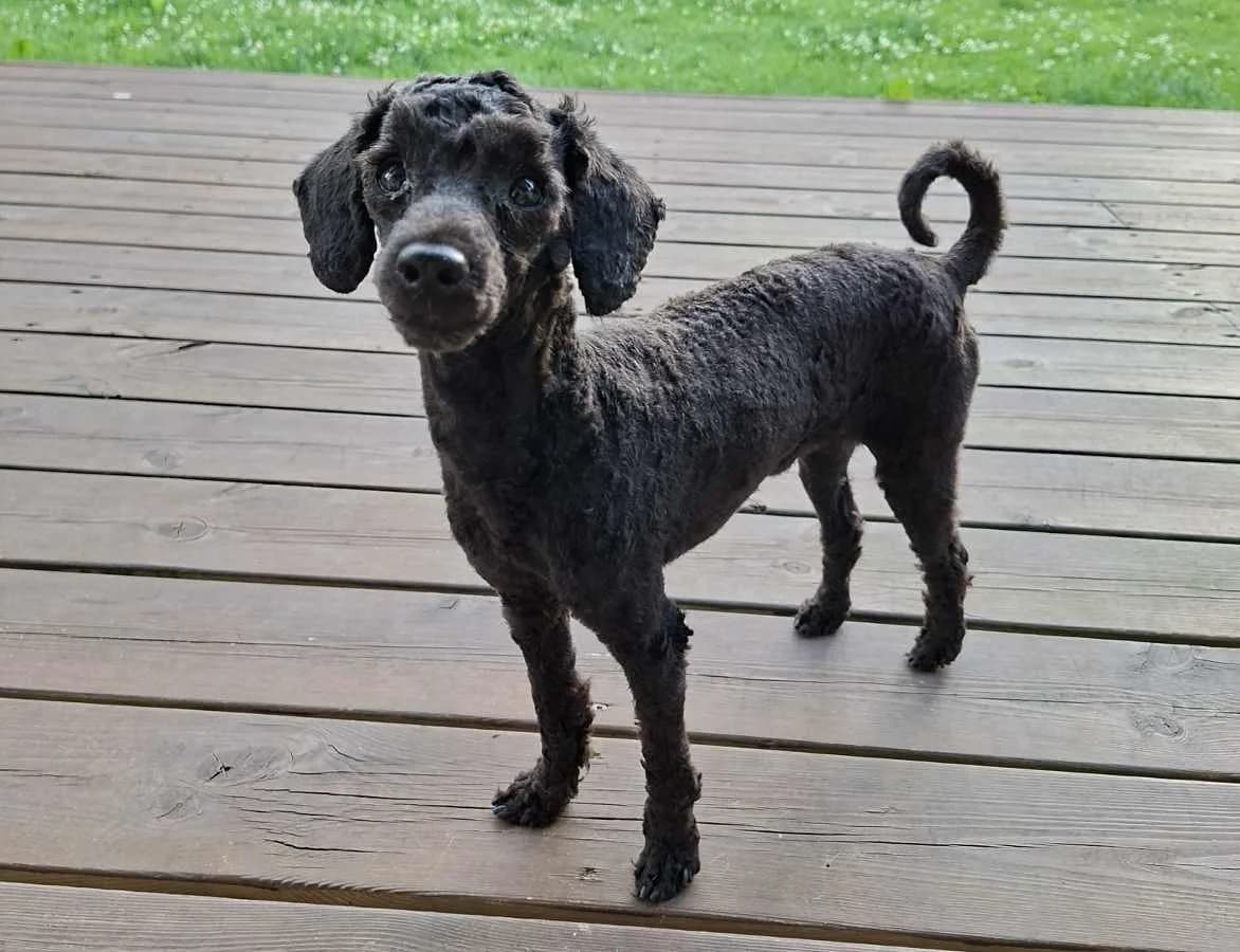 Junnu, male puppy Mixed Breed for adoption at Rekku Rescue ry, Helsinki