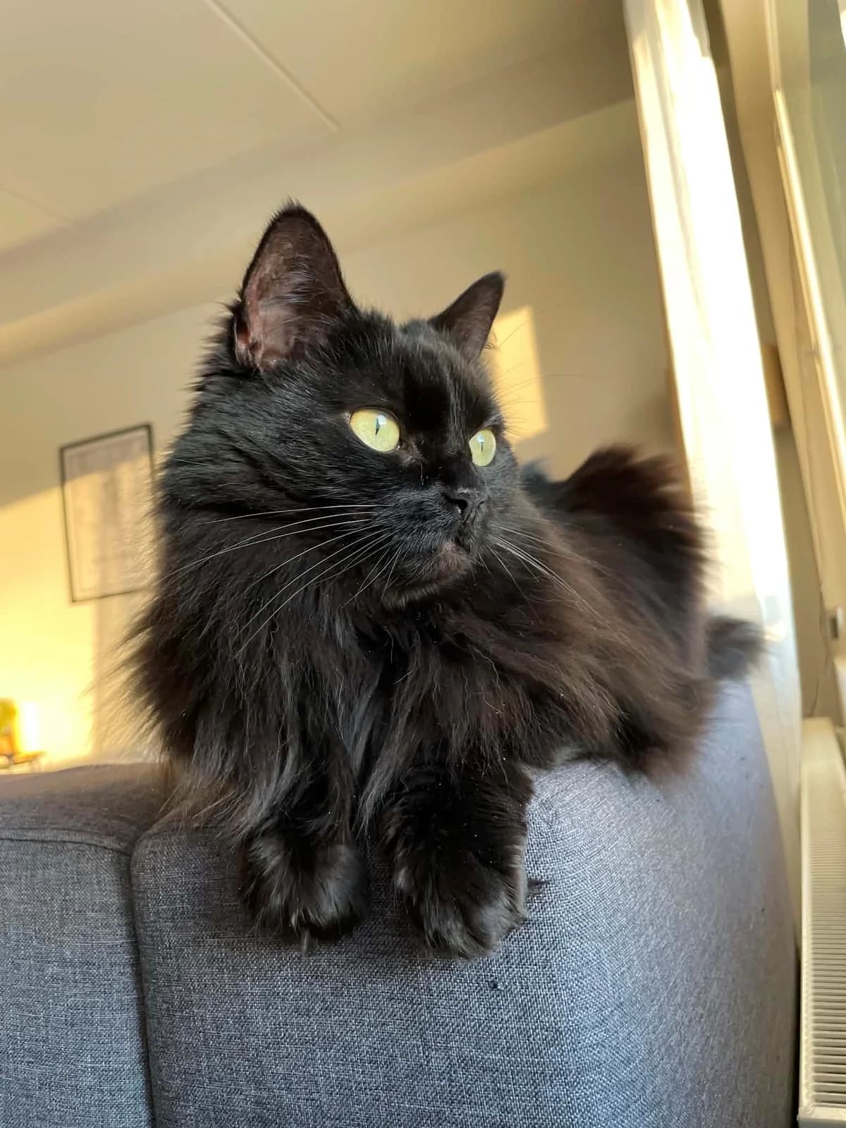 Kiki, female 6yo Mixed Breed for adoption at Rekku Rescue ry, Helsinki