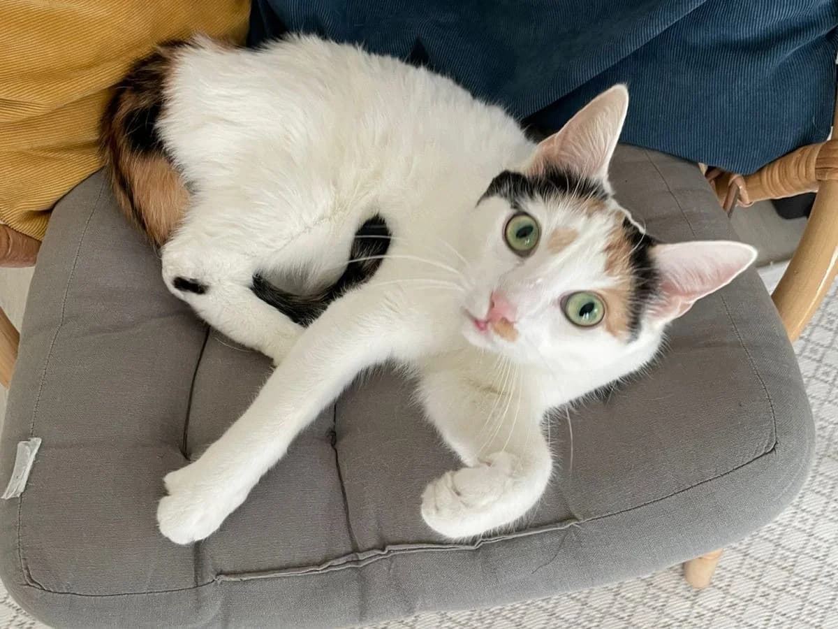 Lumia, female senior Mixed Breed for adoption at Rekku Rescue ry, Helsinki