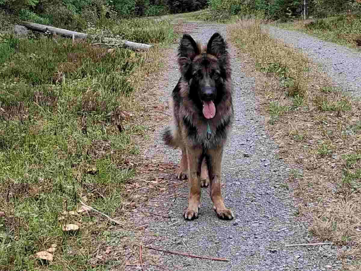 Oso, male young Mixed Breed for adoption at Rekku Rescue ry, Helsinki