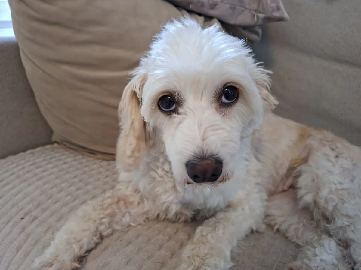 Peikko, female young Mixed Breed for adoption at Rekku Rescue ry, Helsinki