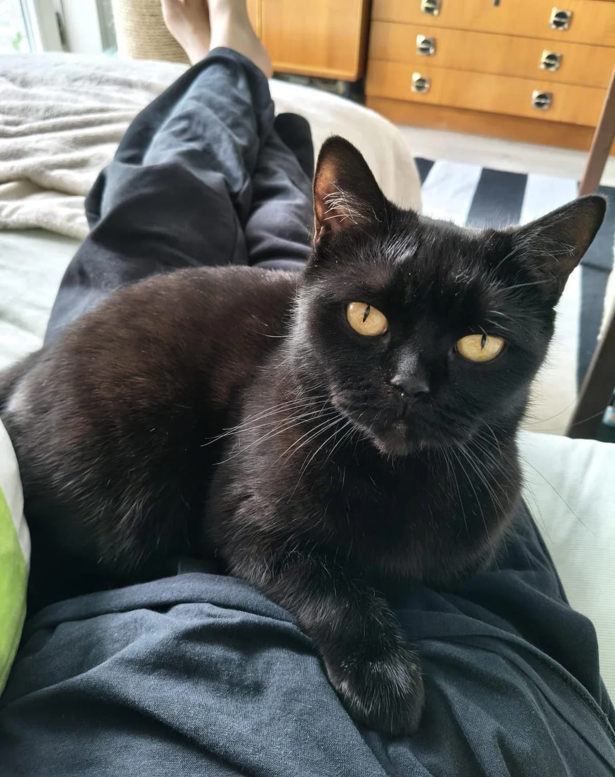 Rusina, female 4yo Mixed Breed for adoption at Rekku Rescue ry, Helsinki