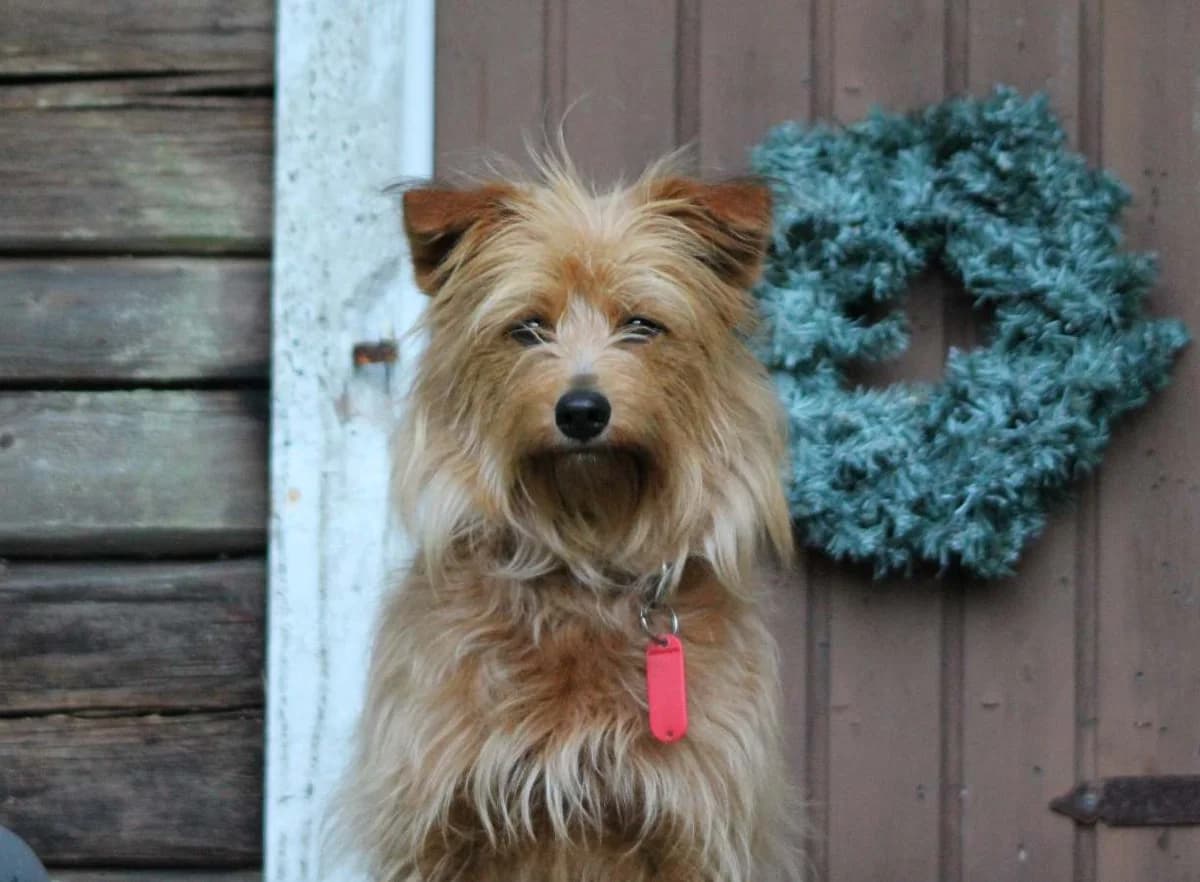 Tellu, female 3yo Mixed Breed for adoption at Rekku Rescue ry, Helsinki