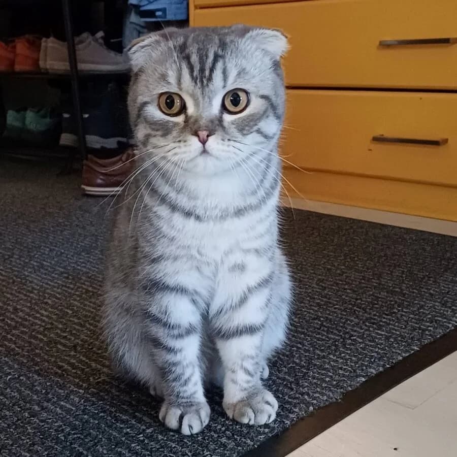 Yumi, male Mixed Breed for adoption at Rekku Rescue ry, Helsinki