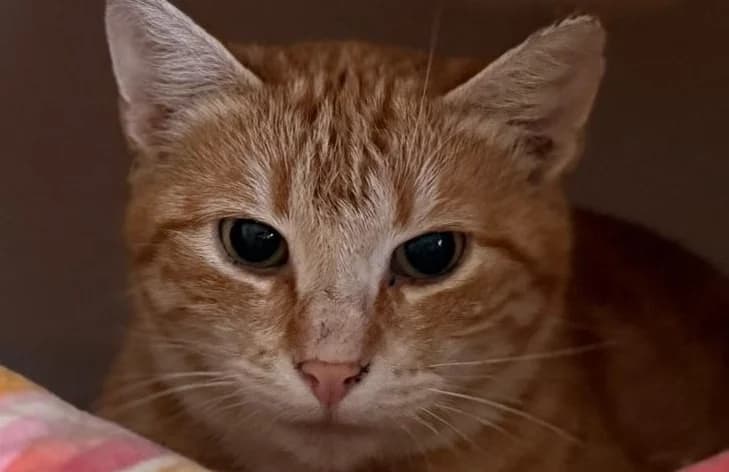 Pink, female young Mixed Breed for adoption at Vaasan Kissatalo