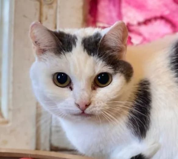 Kirre, female Mixed Breed for adoption at Vaasan Kissatalo
