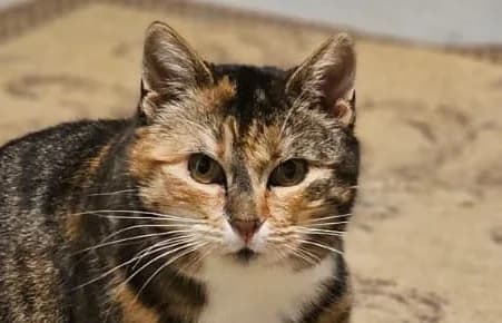 Kesha, female 3yo Mixed Breed for adoption at Vaasan Kissatalo