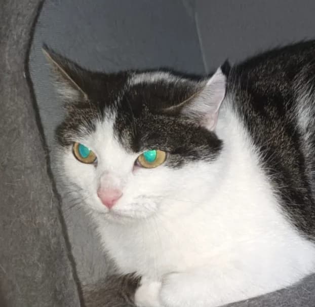 Pihlaja, female Mixed Breed for adoption at Vaasan Kissatalo