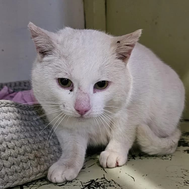 Milo, male 6yo Mixed Breed for adoption at Vaasan Kissatalo