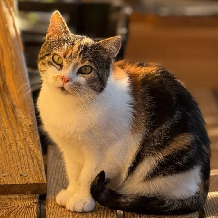Mymmeli, female 3yo Mixed Breed for adoption at Vaasan Kissatalo