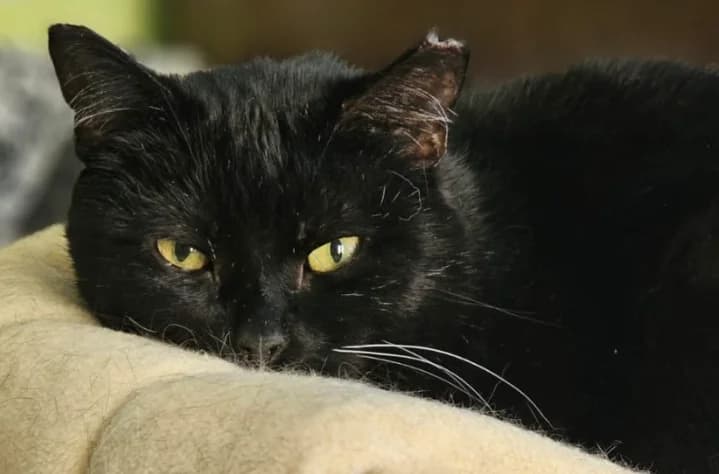 Tiitus, male senior Mixed Breed for adoption at Vaasan Kissatalo