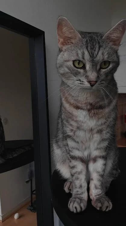 Aino, 4yo Mixed Breed for adoption at Vaasan Kissatalo