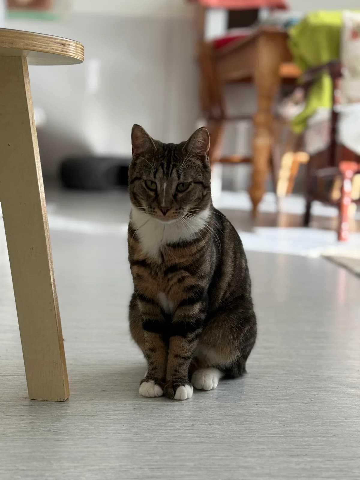 Jännä-mamma – varattu, female 4yo Mixed Breed for adoption at Vaasan Kissatalo