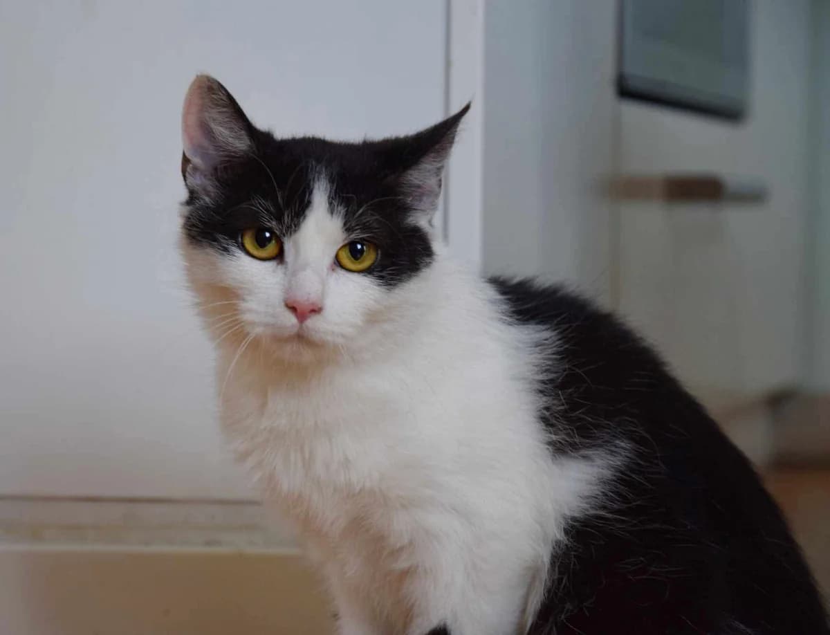 Kepa, 4yo Mixed Breed for adoption at Vaasan Kissatalo