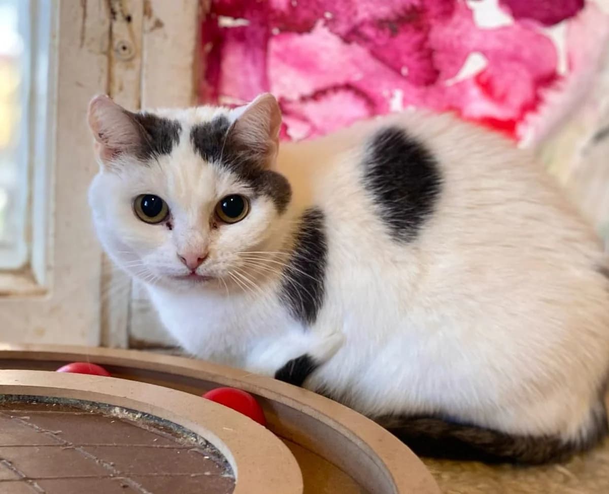 Kirre, female 4yo Mixed Breed for adoption at Vaasan Kissatalo