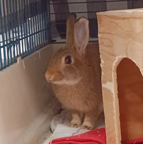 Tartar, Mixed Breed for adoption at HESY, Helsinki