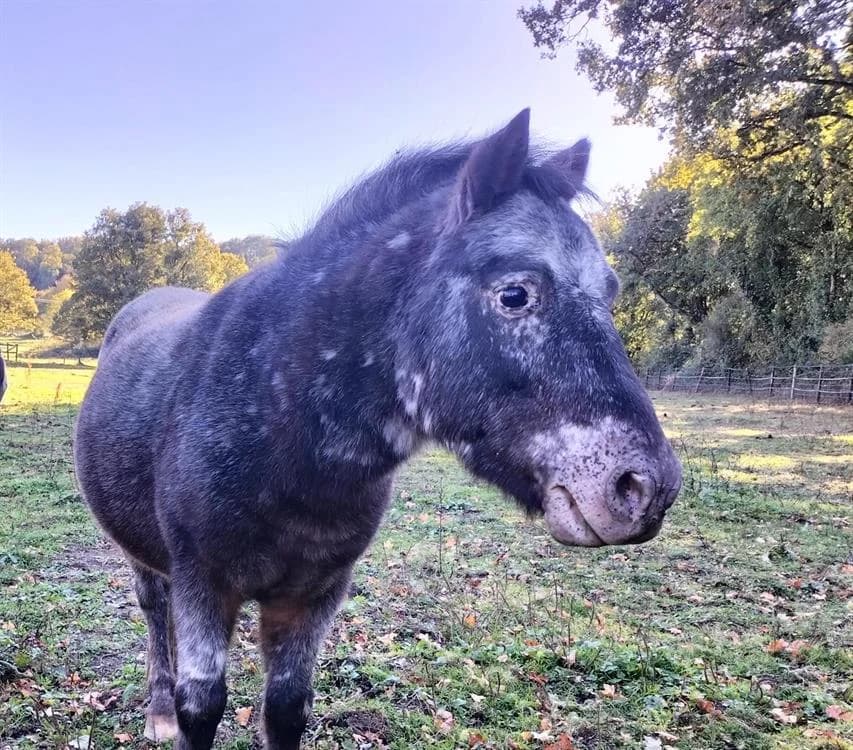 CALIN 23, male senior mixed breed for adoption at SPA Grand Refuge de Pervenchères, Pervencheres