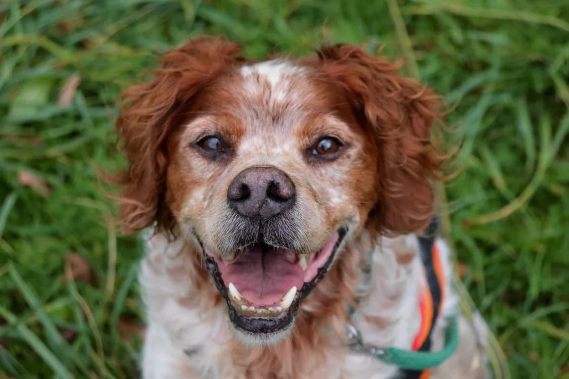 JACKO, male senior mixed breed for adoption at Haute-Marne), Voillecomte