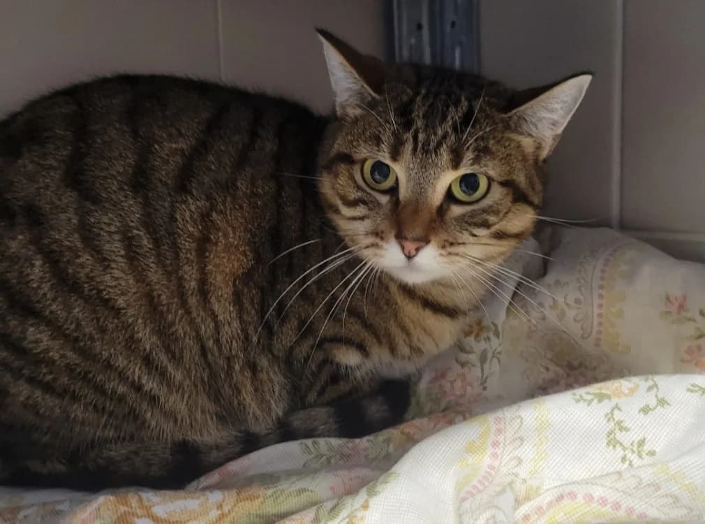 Patricia, female 4yo mixed breed for adoption at SPA Albi (Le Garric), Albi