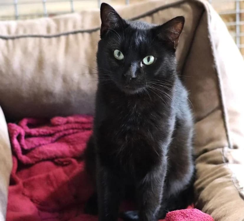 Cola, male young mixed breed for adoption at Haute-Marne), Voillecomte
