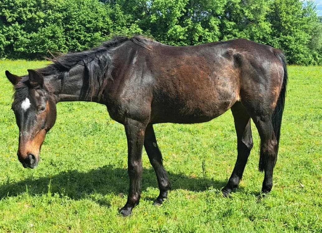 SYLPHIDE, female senior mixed breed for adoption at SPA Grand Refuge de Pervenchères, Pervencheres