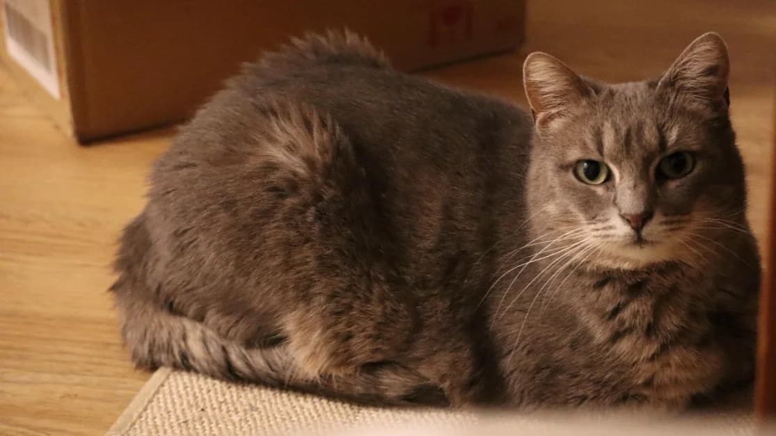 SAHARA (FR), female 6yo mixed breed for adoption at SPA Rennes, Rennes
