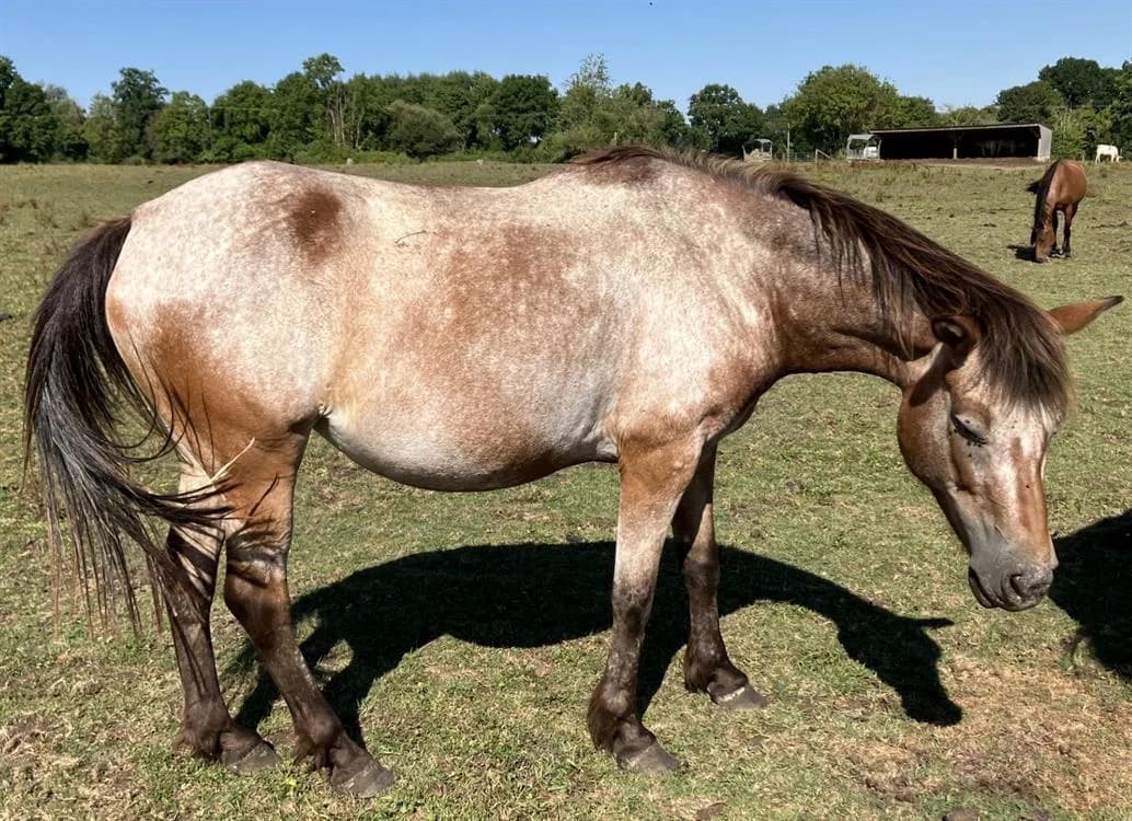 MELODIE 24, female senior mixed breed for adoption at SPA Grand Refuge de Pervenchères, Pervencheres