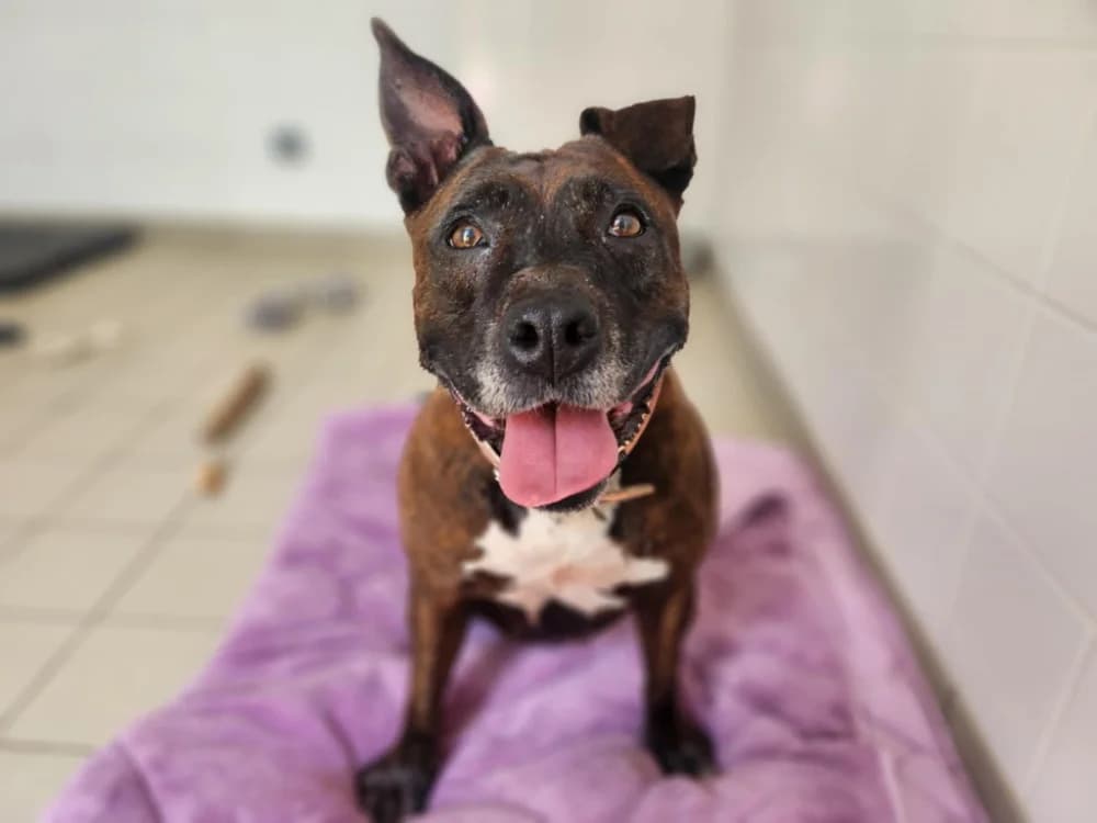 LEÏKA, female senior American Staffordshire Terrier for adoption at SPA Tours (Luynes), Tours