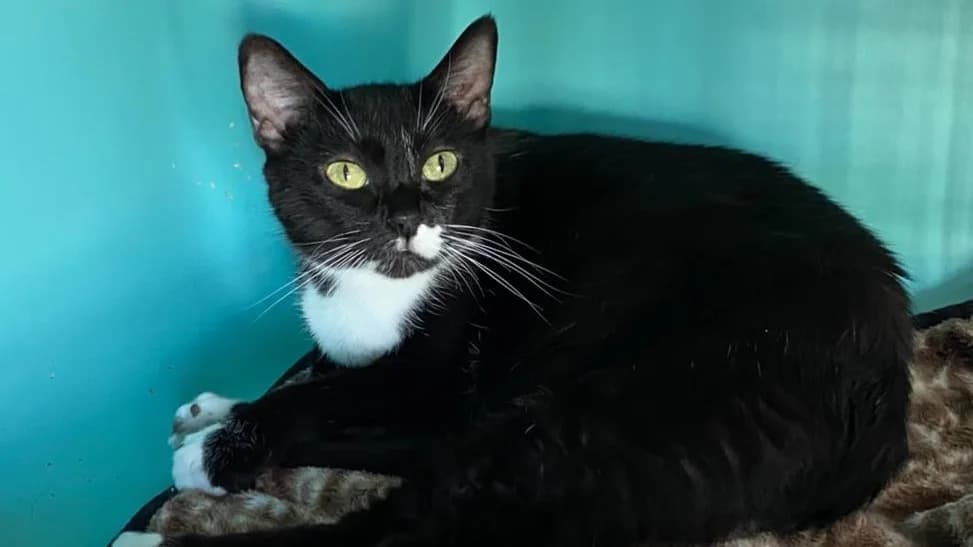 NIKY, female senior mixed breed for adoption at SPA Château-d'Olonne